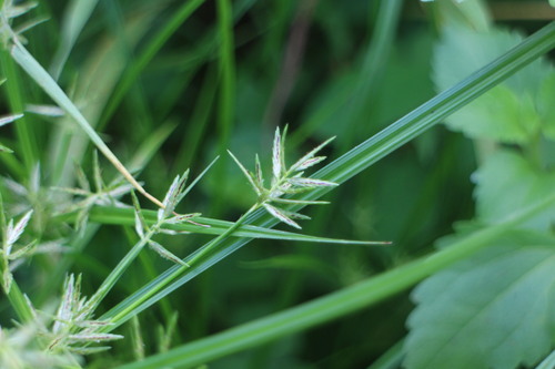 Cyperus sphacelatus