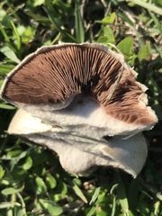 Agaricus