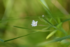 Epilobium strictum