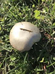 Agaricus