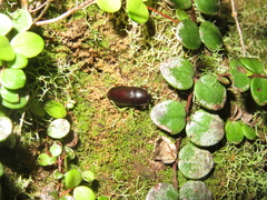 Uloma tenebrionoides