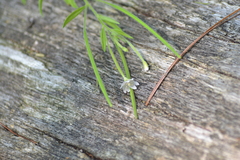 Epilobium strictum