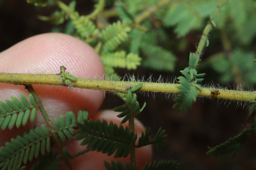Image of Acacia pubescens by (c) Thomas Mesaglio, some rights reserved (CC BY)