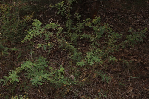 Image of Acacia pubescens by (c) Thomas Mesaglio, some rights reserved (CC BY)