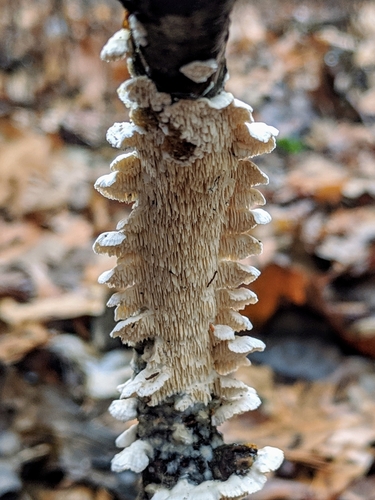 Milk-white Toothed Polypore