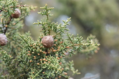 Cupressus pygmaea