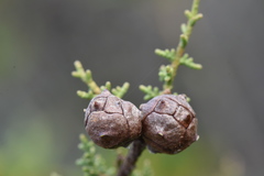 Cupressus pygmaea