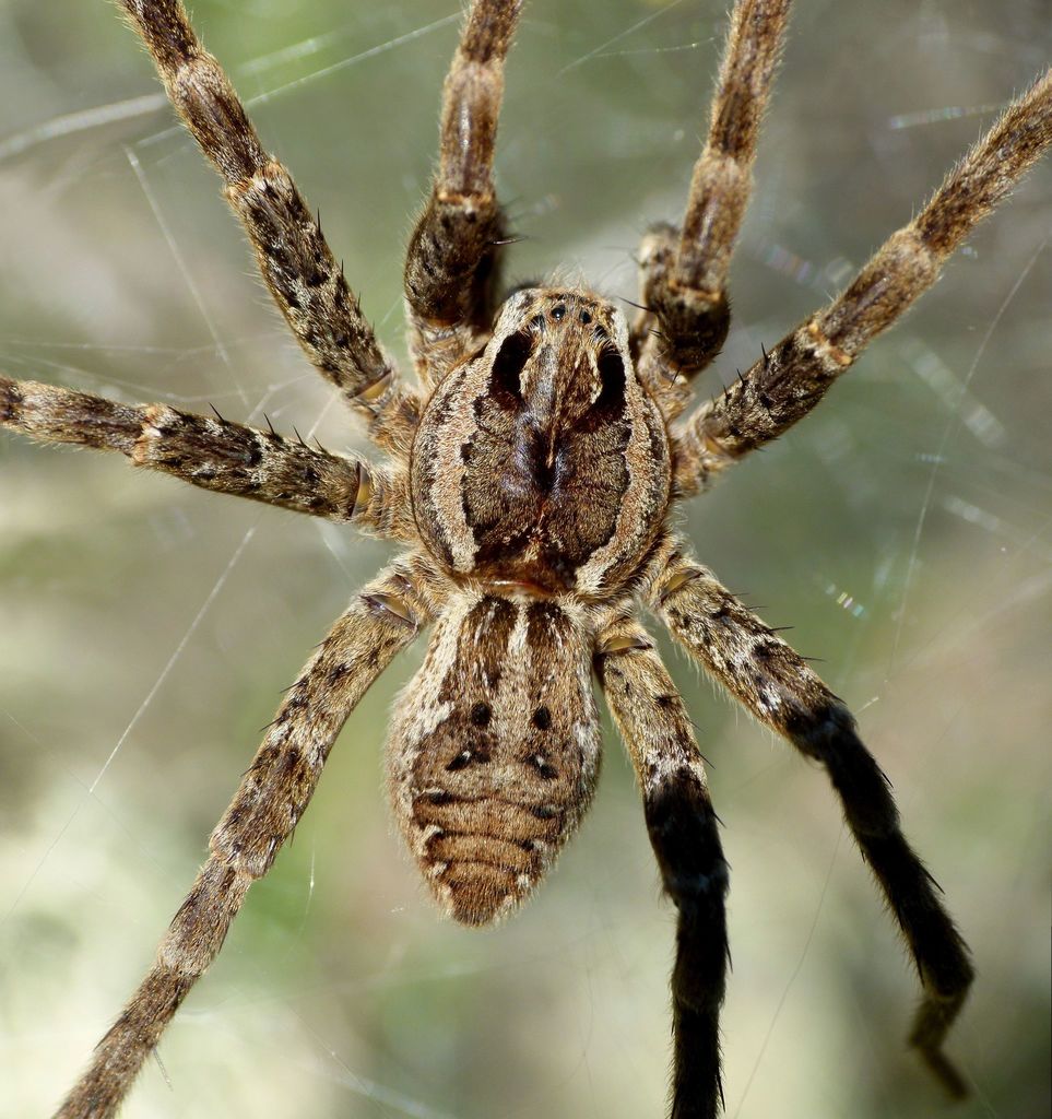 Dolomedes dondalei