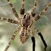 Dolomedes dondalei - Photo (c) Steve Kerr, some rights reserved (CC BY), uploaded by Steve Kerr