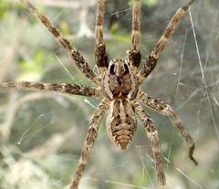 Dolomedes dondalei