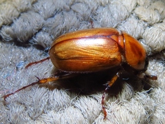 Cyclocephala annamariae