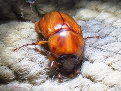 Cyclocephala annamariae
