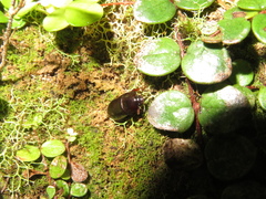 Uloma tenebrionoides