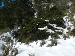 Juniperus monticola