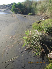 Poa anceps