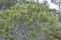 Pinus contorta bolanderi