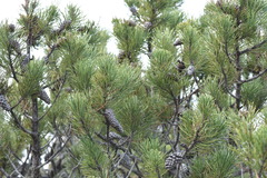 Pinus contorta bolanderi