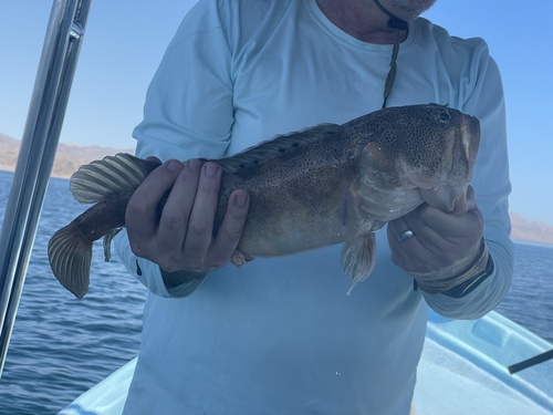 Giant jawfish (Opistognathus rhomaleus) — Opistognathidae — 3