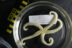 Henricia clarki