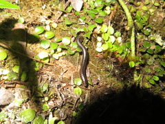 Spirobolellus antipodarus