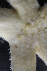 Henricia clarki