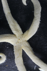 Henricia clarki