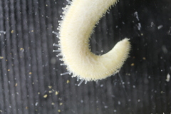 Henricia clarki