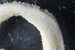 Henricia clarki