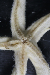 Henricia clarki