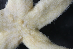 Henricia clarki