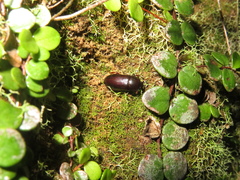 Uloma tenebrionoides