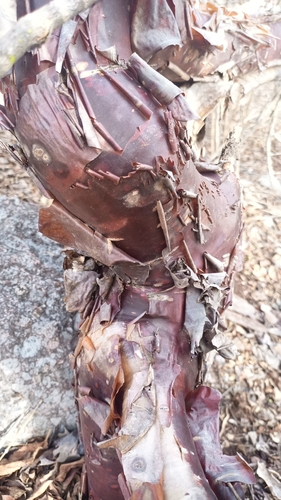 Bursera schlechtendalii (Bursera schlechtendalii)