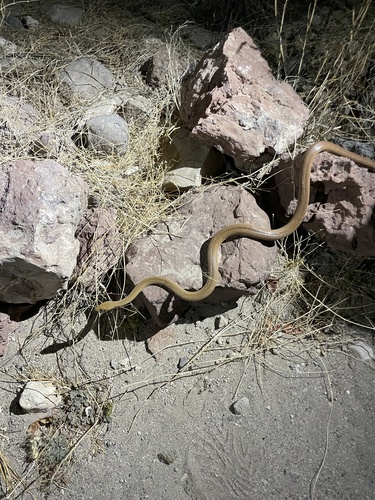 Baja California Ratsnake