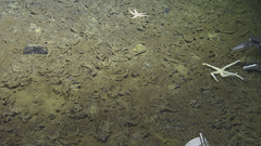 Henricia clarki