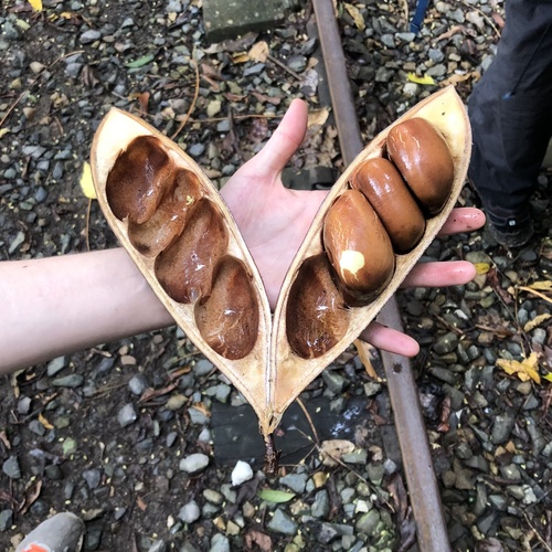 Castanospermum australe