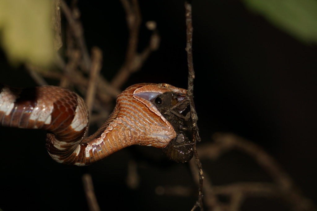 Broad-banded Copperhead from St. Edward's Park, Austin, TX, US on July ...