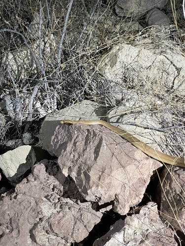 Baja California Ratsnake