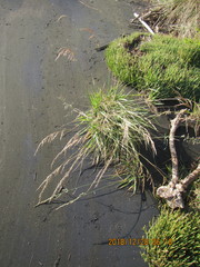 Poa anceps
