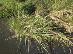Poa anceps