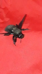Xylocopa violacea