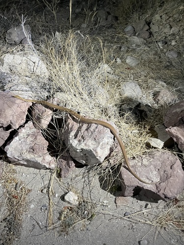 Baja California Ratsnake