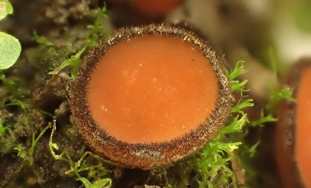 Scutellinia nigrohirtula