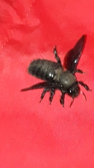 Xylocopa violacea
