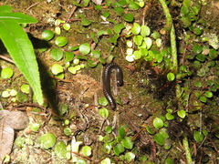 Spirobolellus antipodarus