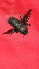 Xylocopa violacea