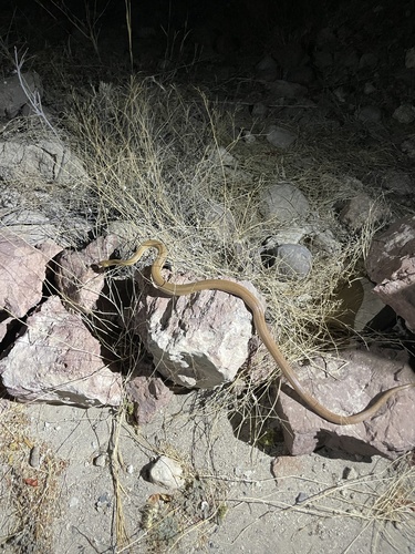 Baja California Ratsnake