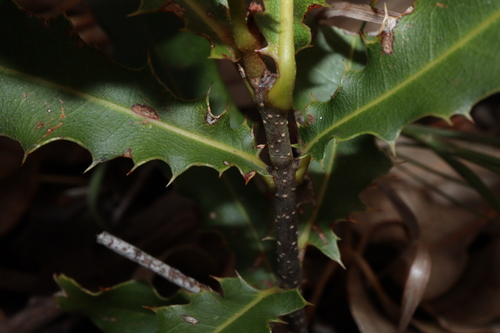 Image of Macadamia integrifolia by (c) Thomas Mesaglio, some rights reserved (CC BY)