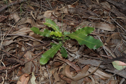 Image of Macadamia integrifolia by (c) Thomas Mesaglio, some rights reserved (CC BY)