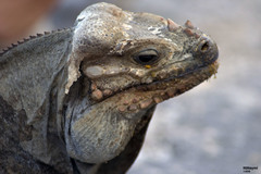 Cyclura cornuta
