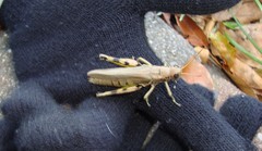 Melanoplus differentialis